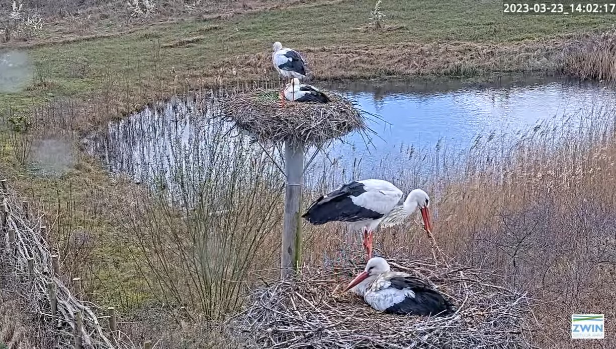 Ooievaars spotten!